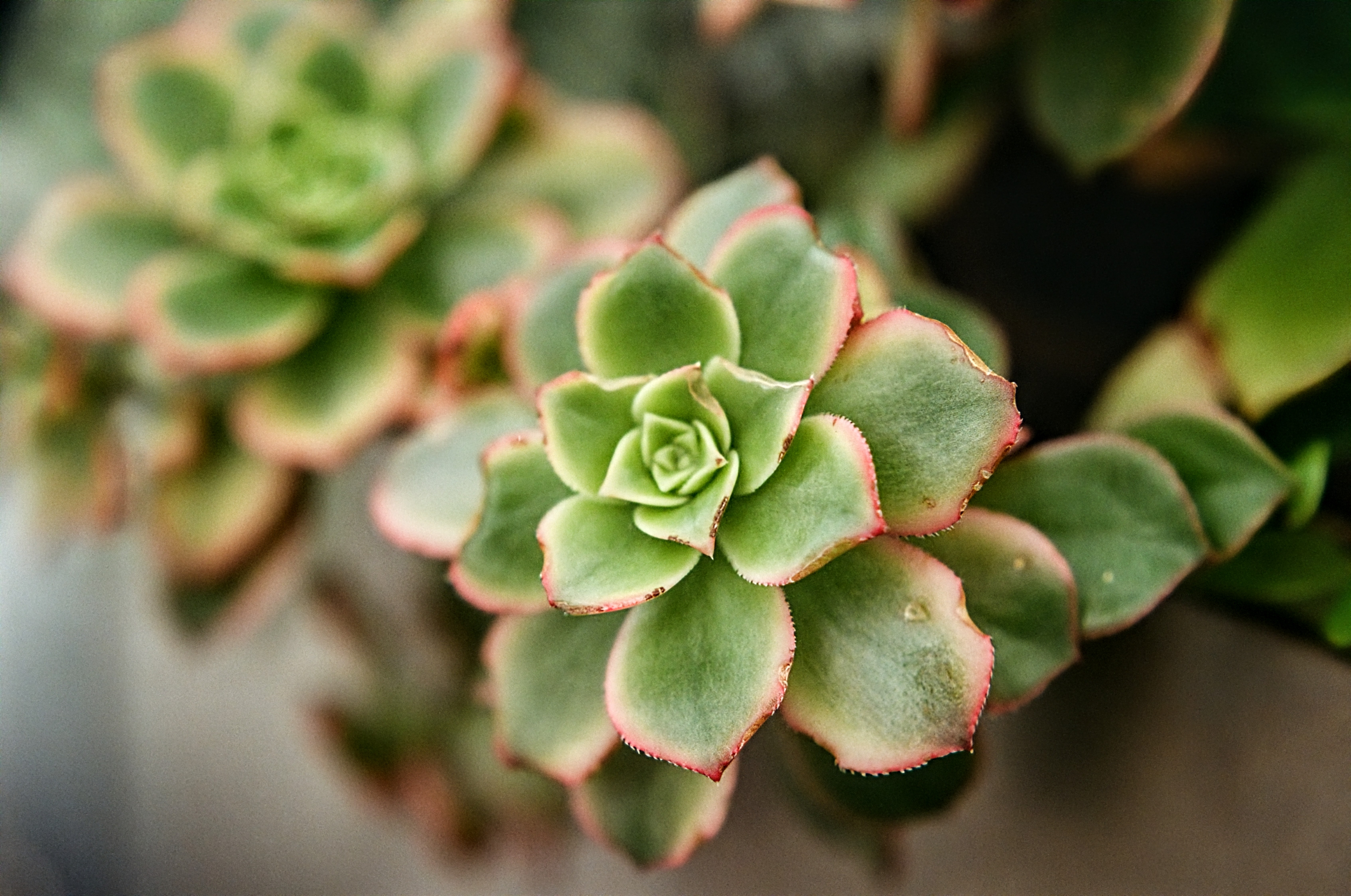 user avatar image for Nia Lamelo 