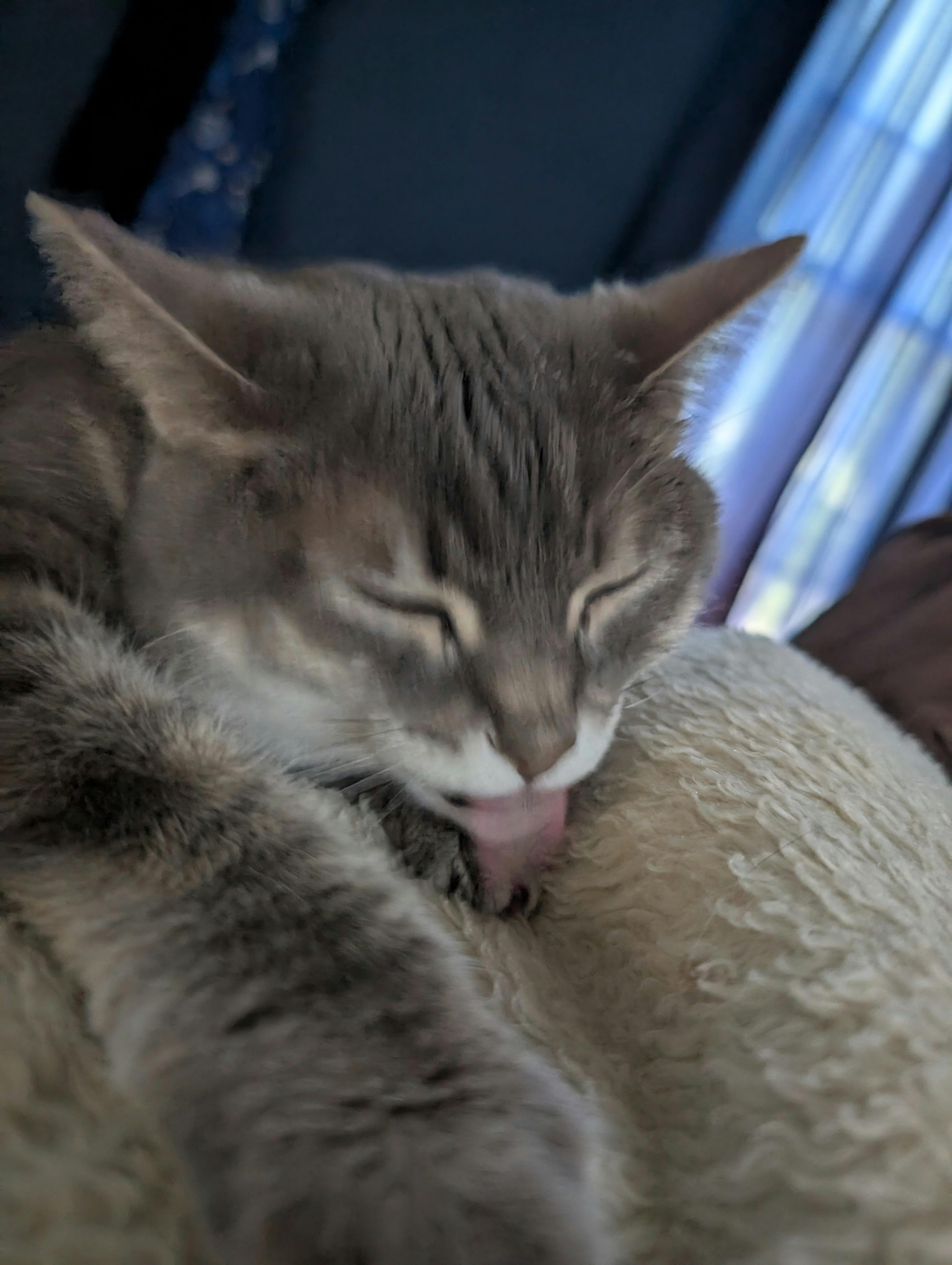 user avatar image for Elestria