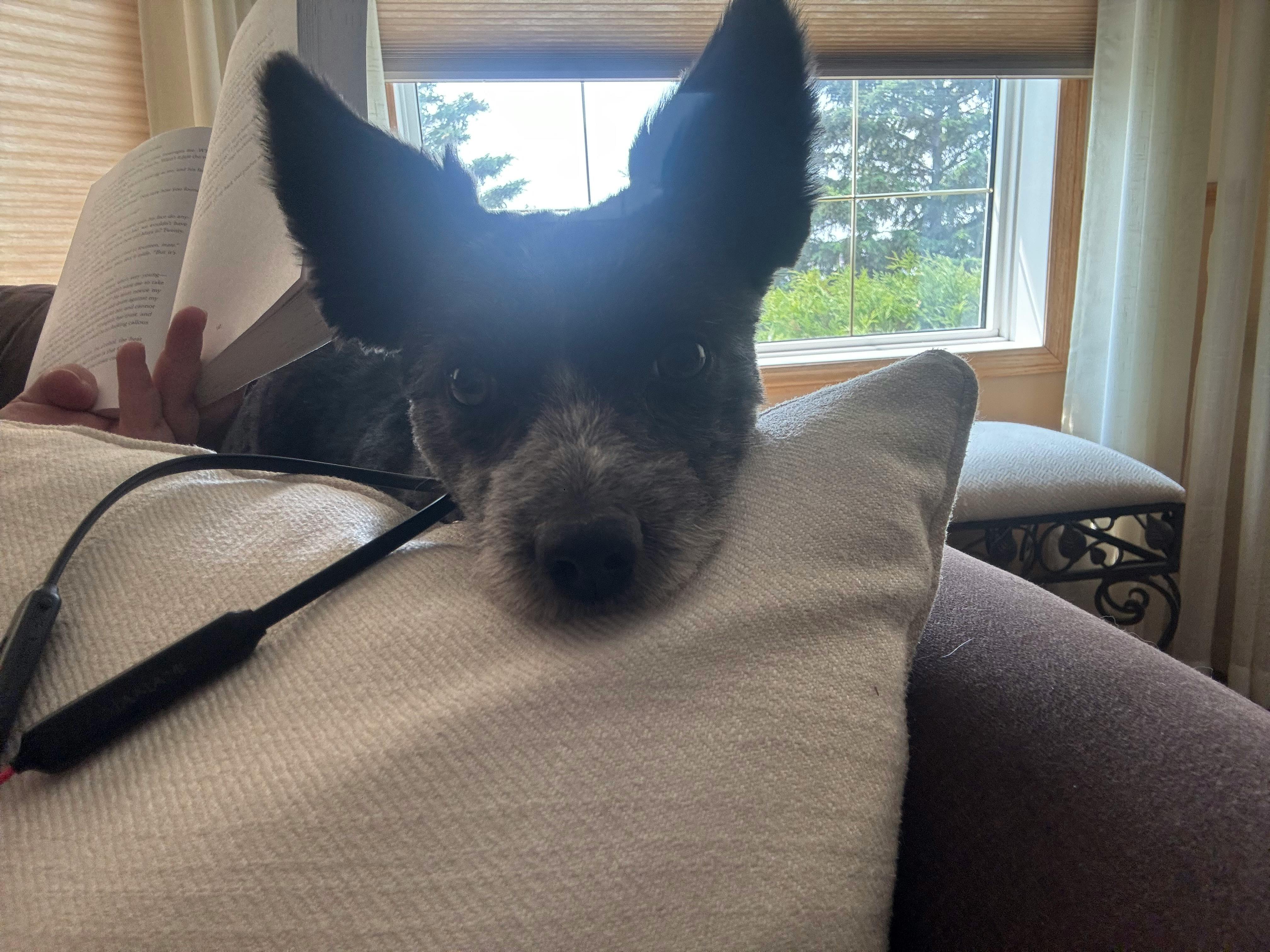 user avatar image for Shelby Dimmel