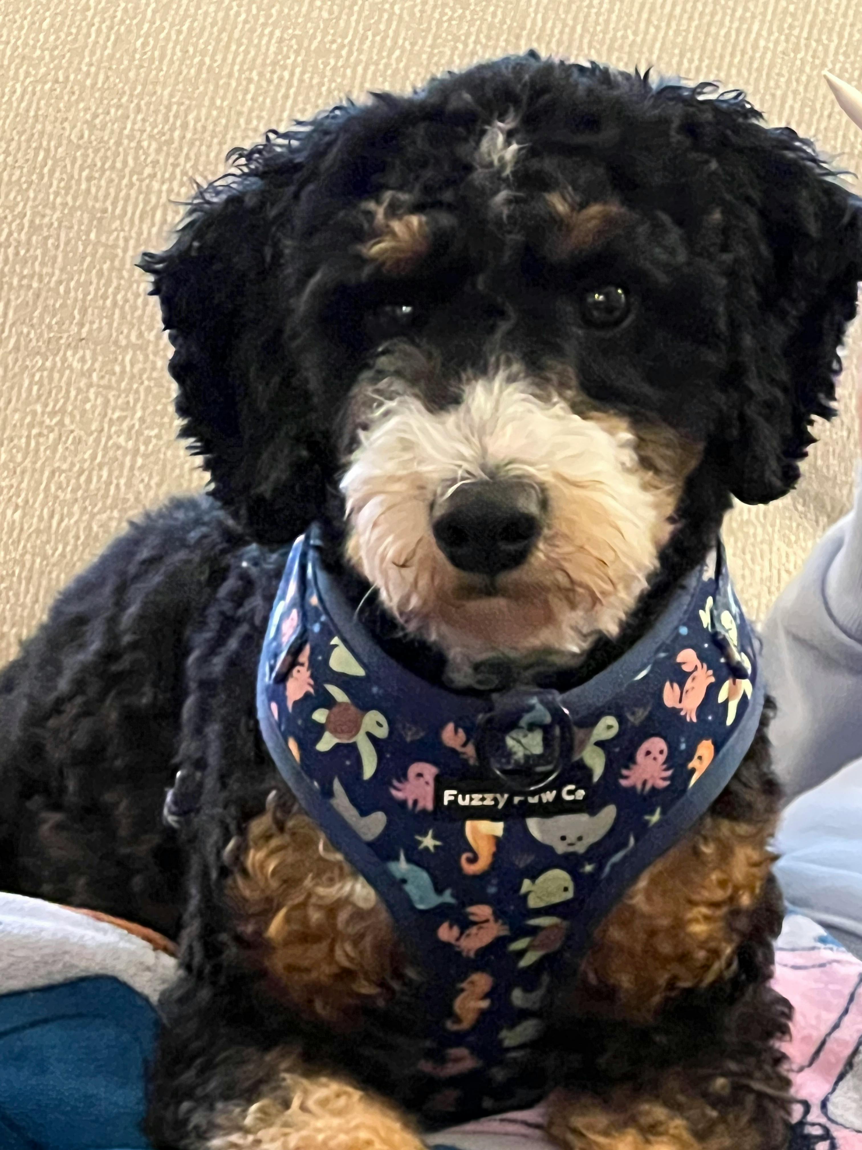 user avatar image for Chelleshoes