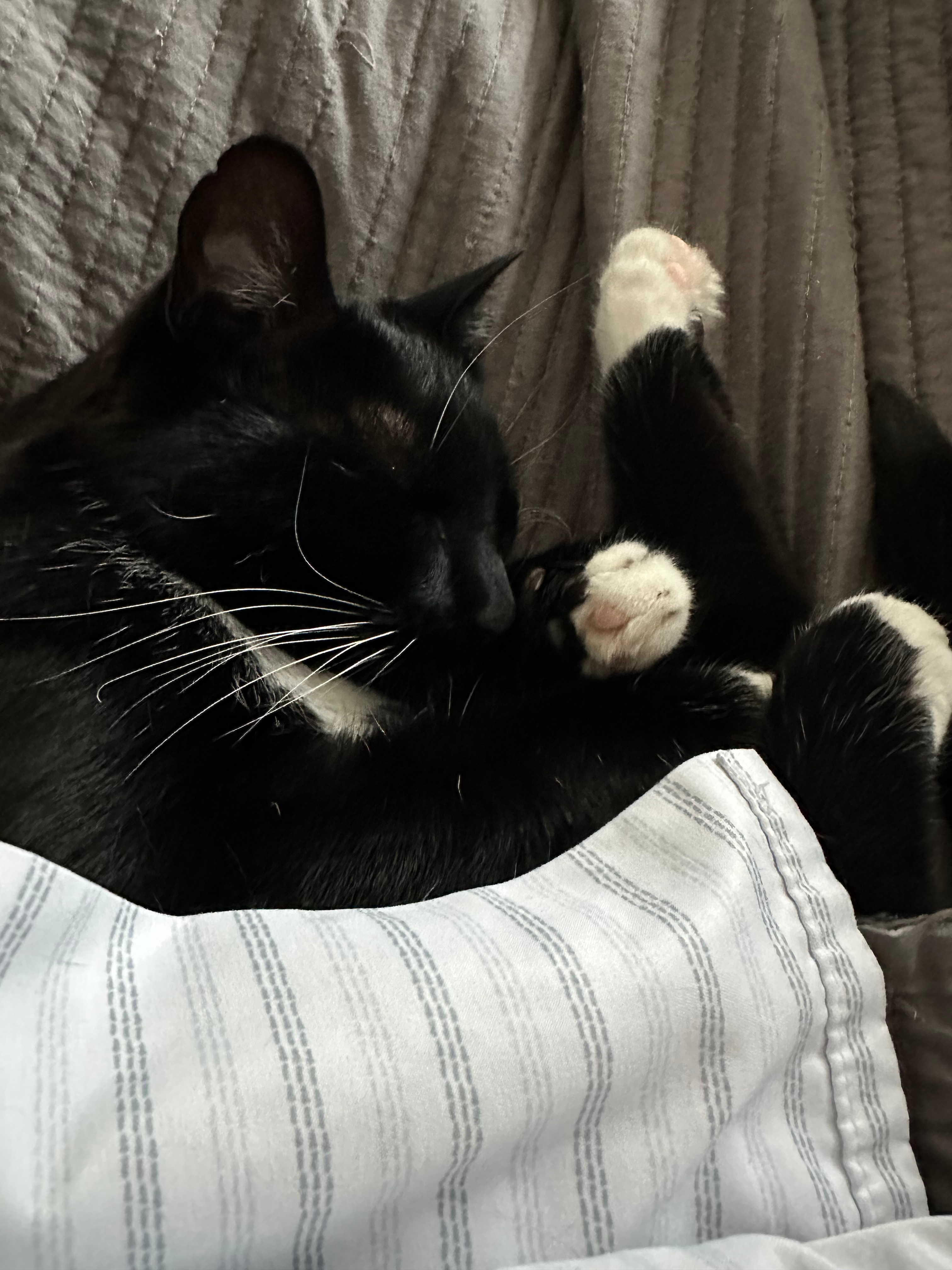 user avatar image for Rosie White