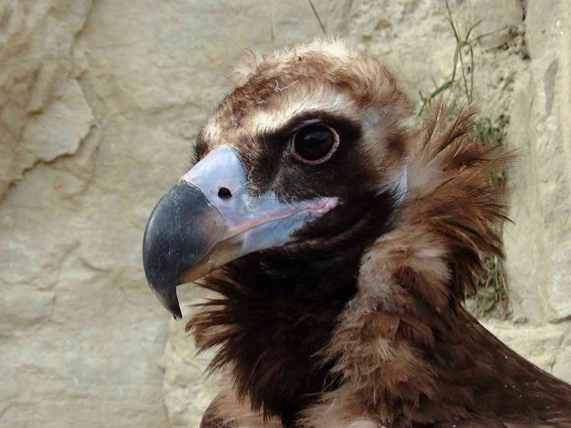 user avatar image for Zzri