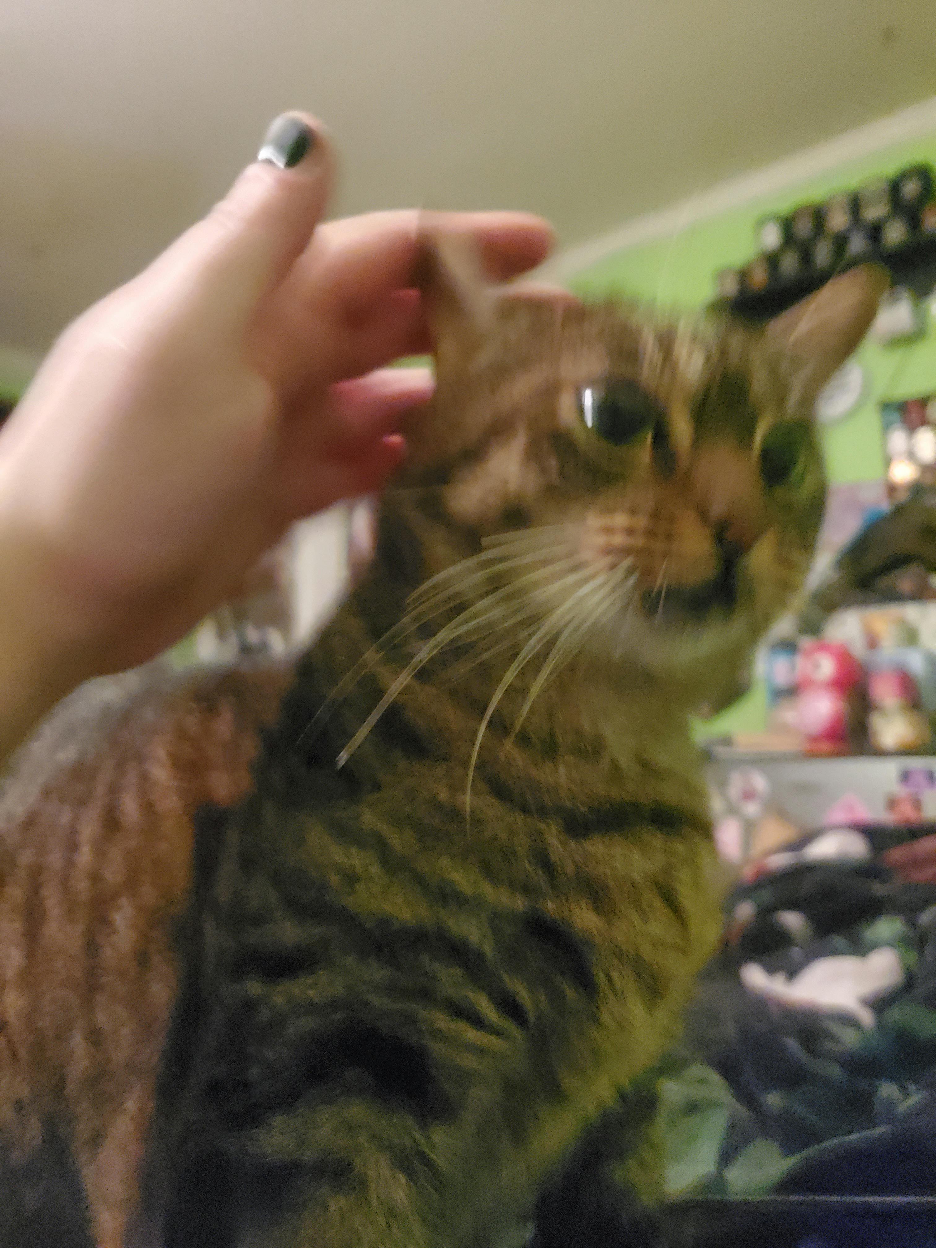 user avatar image for Elvenly-E