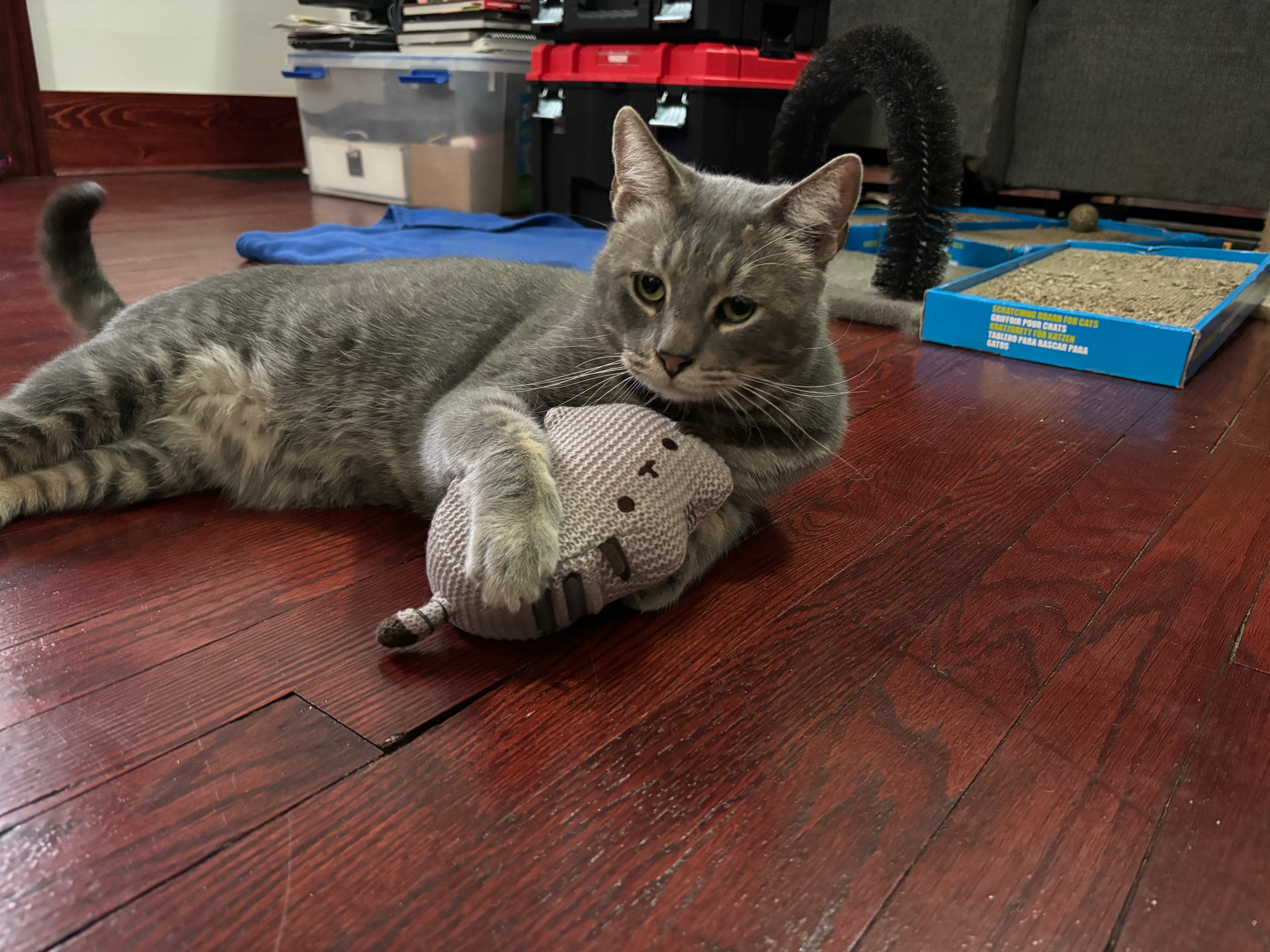 user avatar image for Elf5 