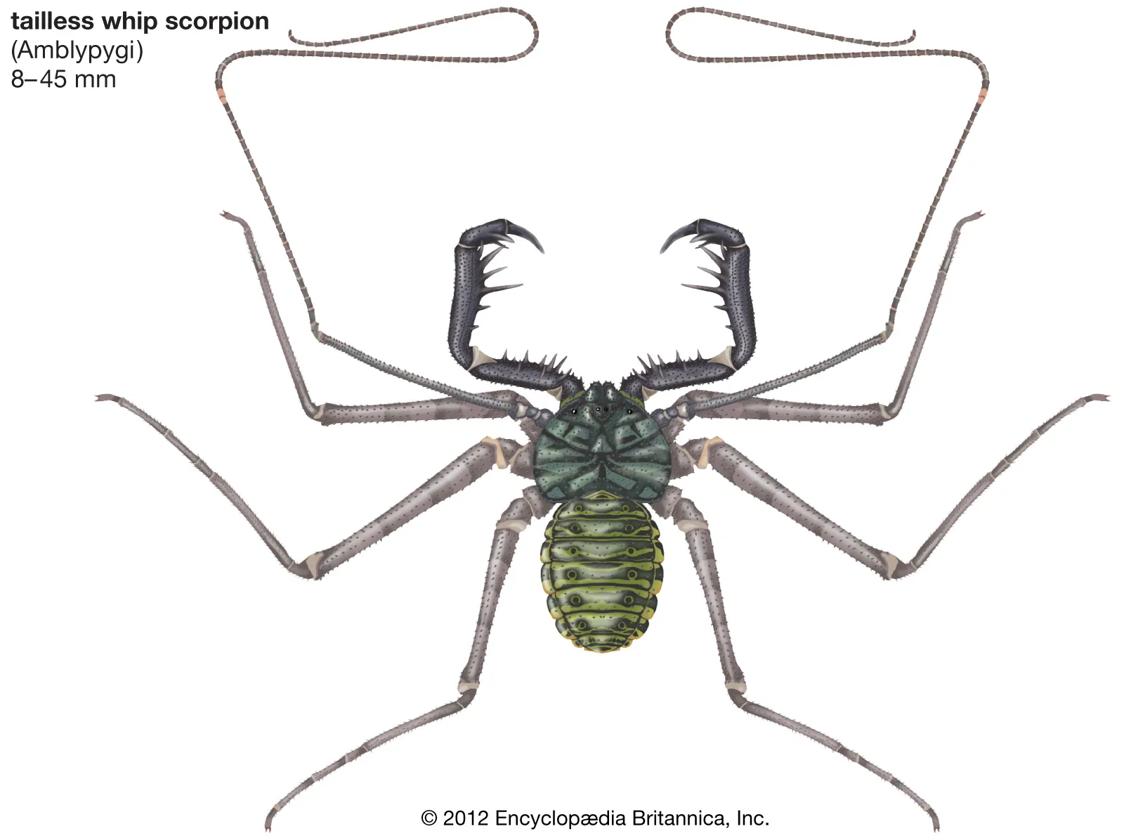 Tailless whip scorpion