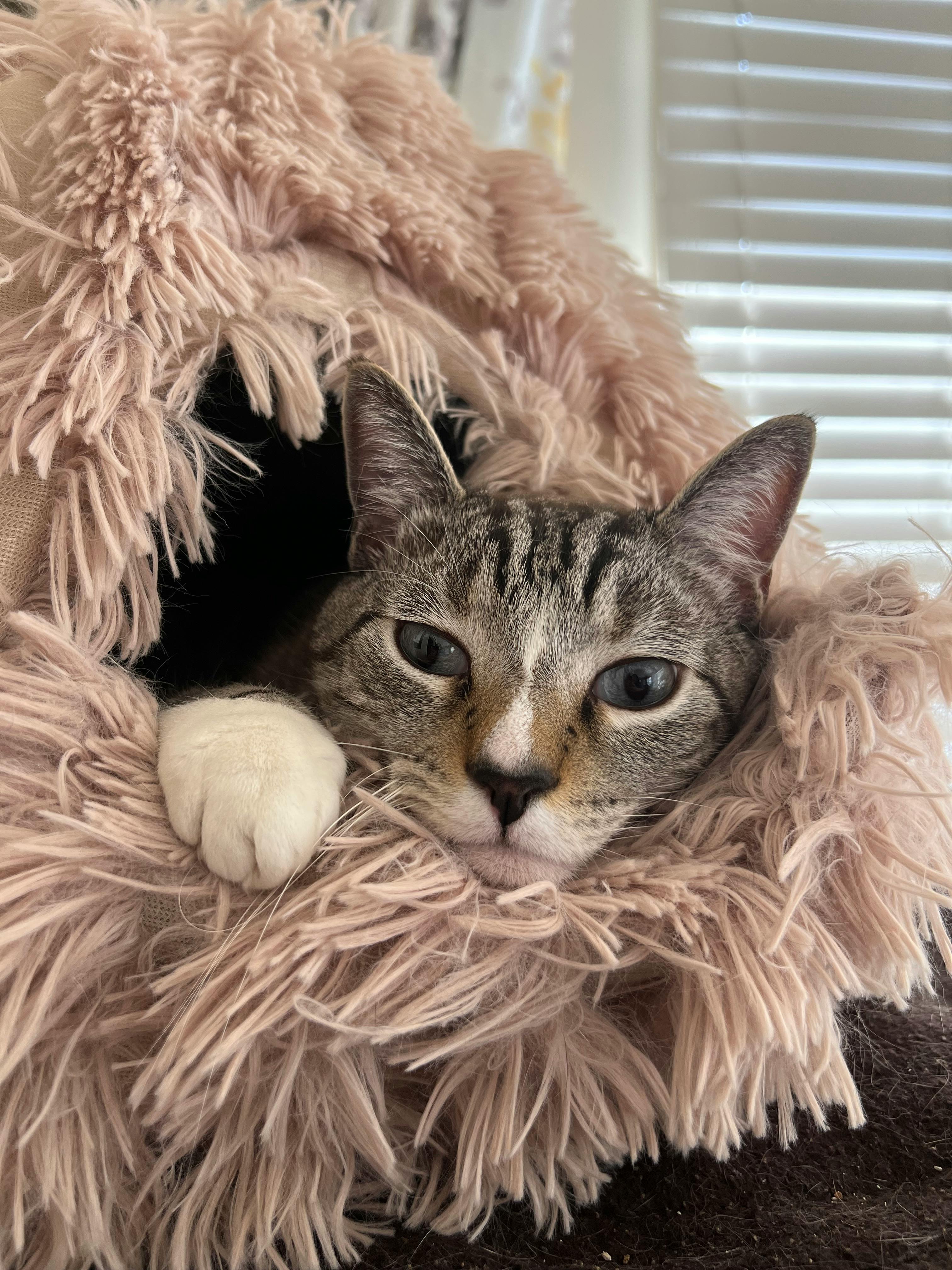 user avatar image for Shoo