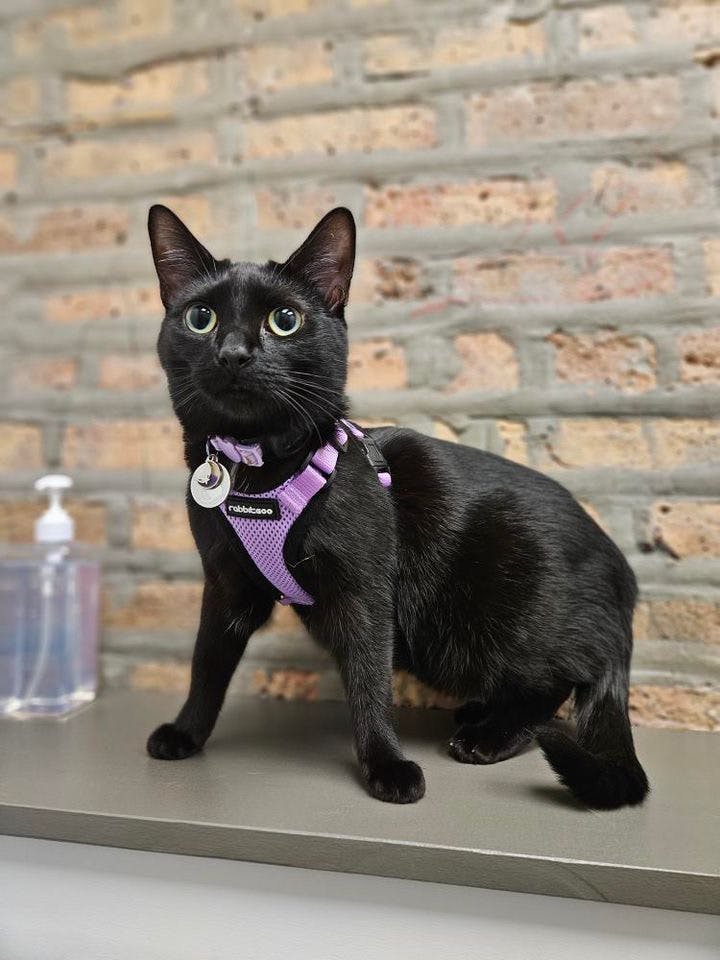 user avatar image for junibeeb