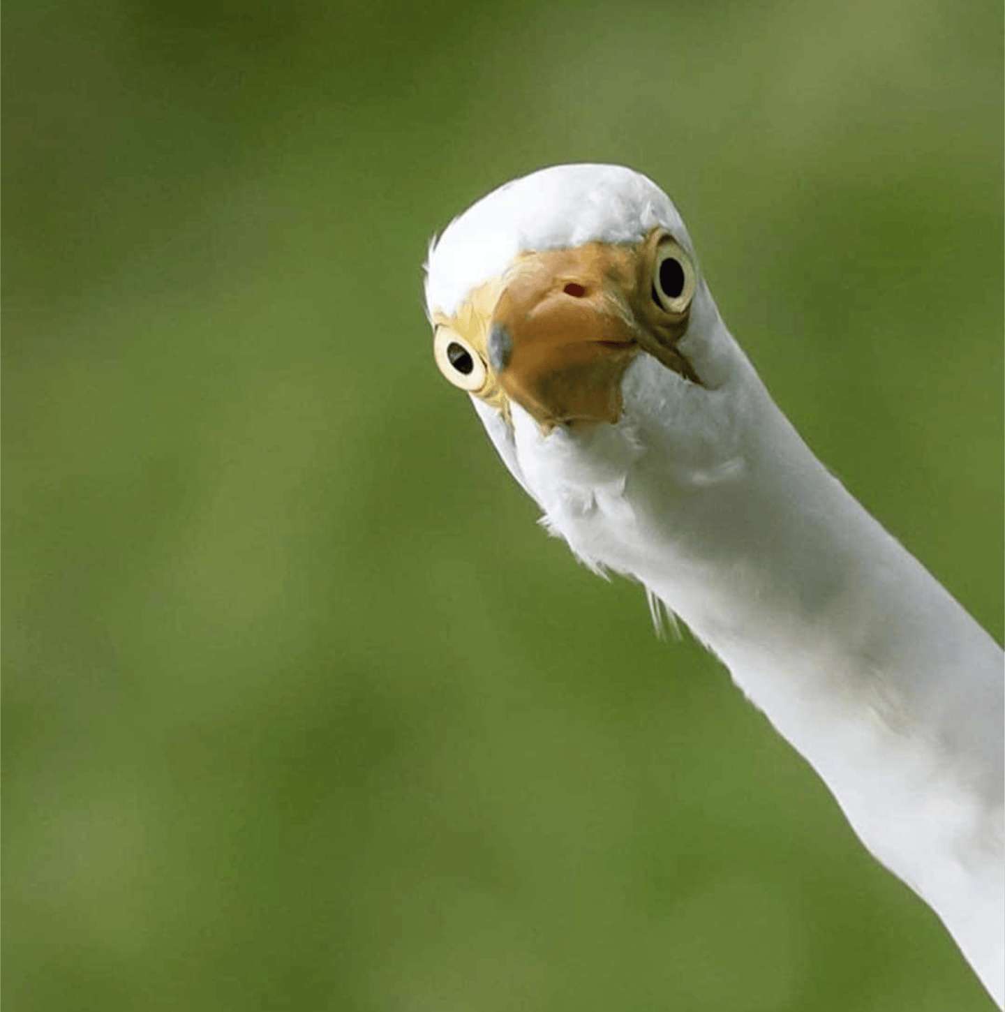 user avatar image for Caleb L