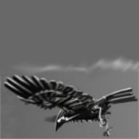 user avatar image for crowebird