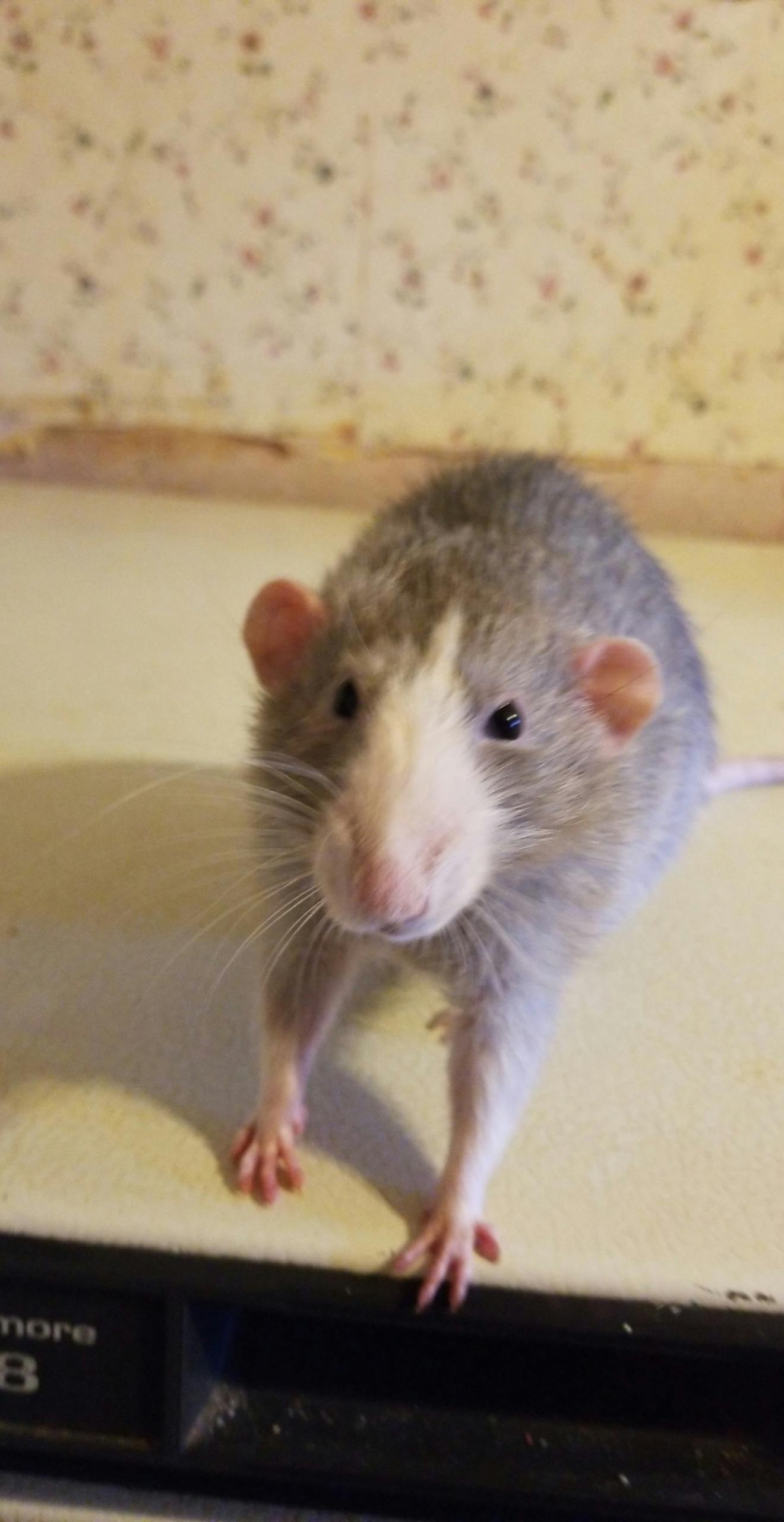 user avatar image for NyxOni