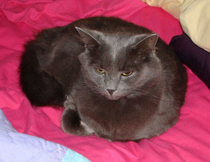 user avatar image for Liz the Lucky