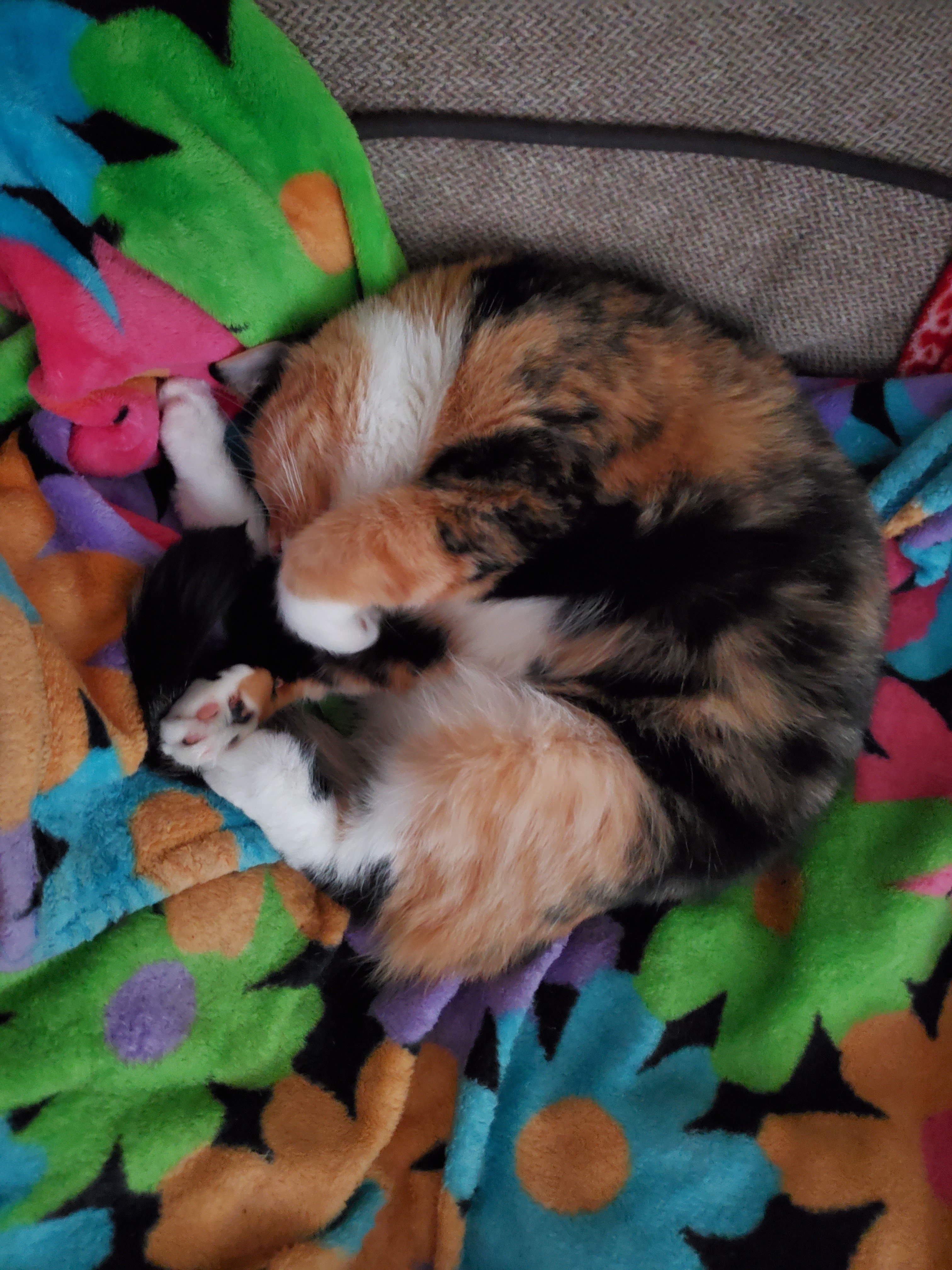 user avatar image for Aletua