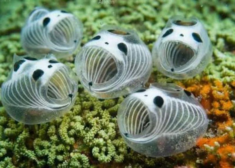Skeleton Panda Sea Squirt [Glow in the Dark]