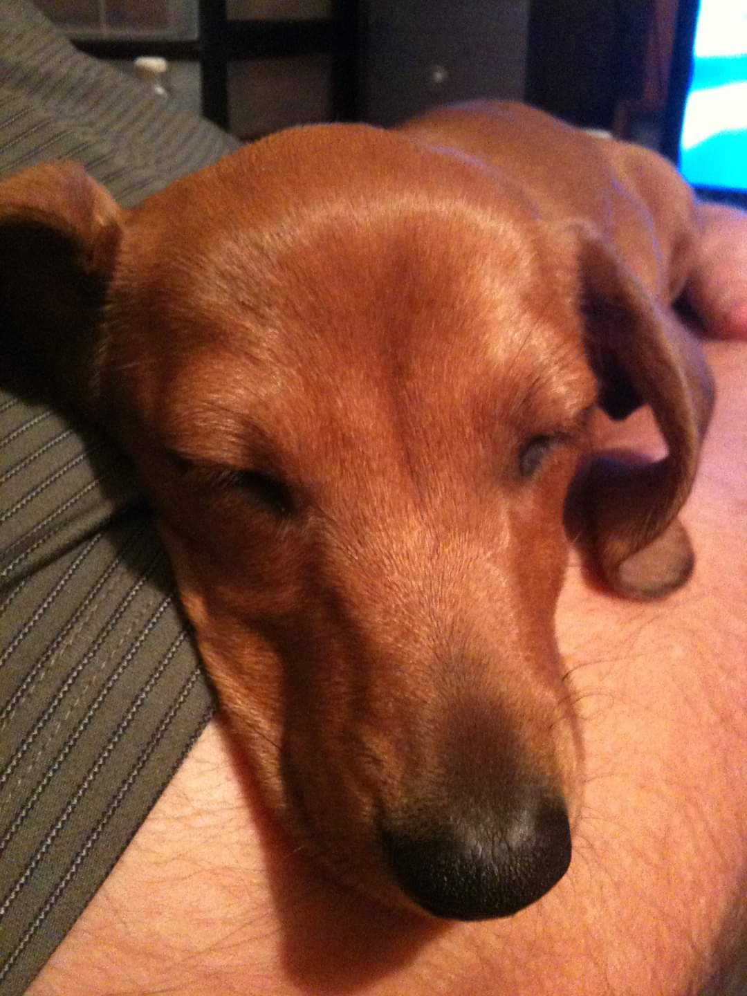 user avatar image for Celtic Doxie