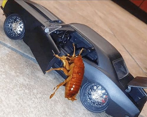 user avatar image for Roachie