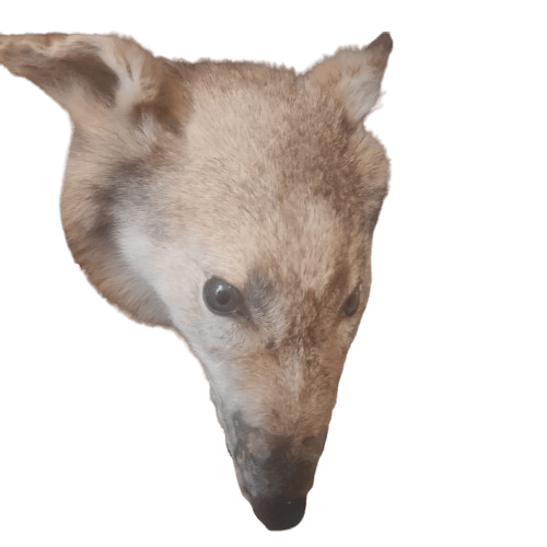 user avatar image for Tyll Fenrir