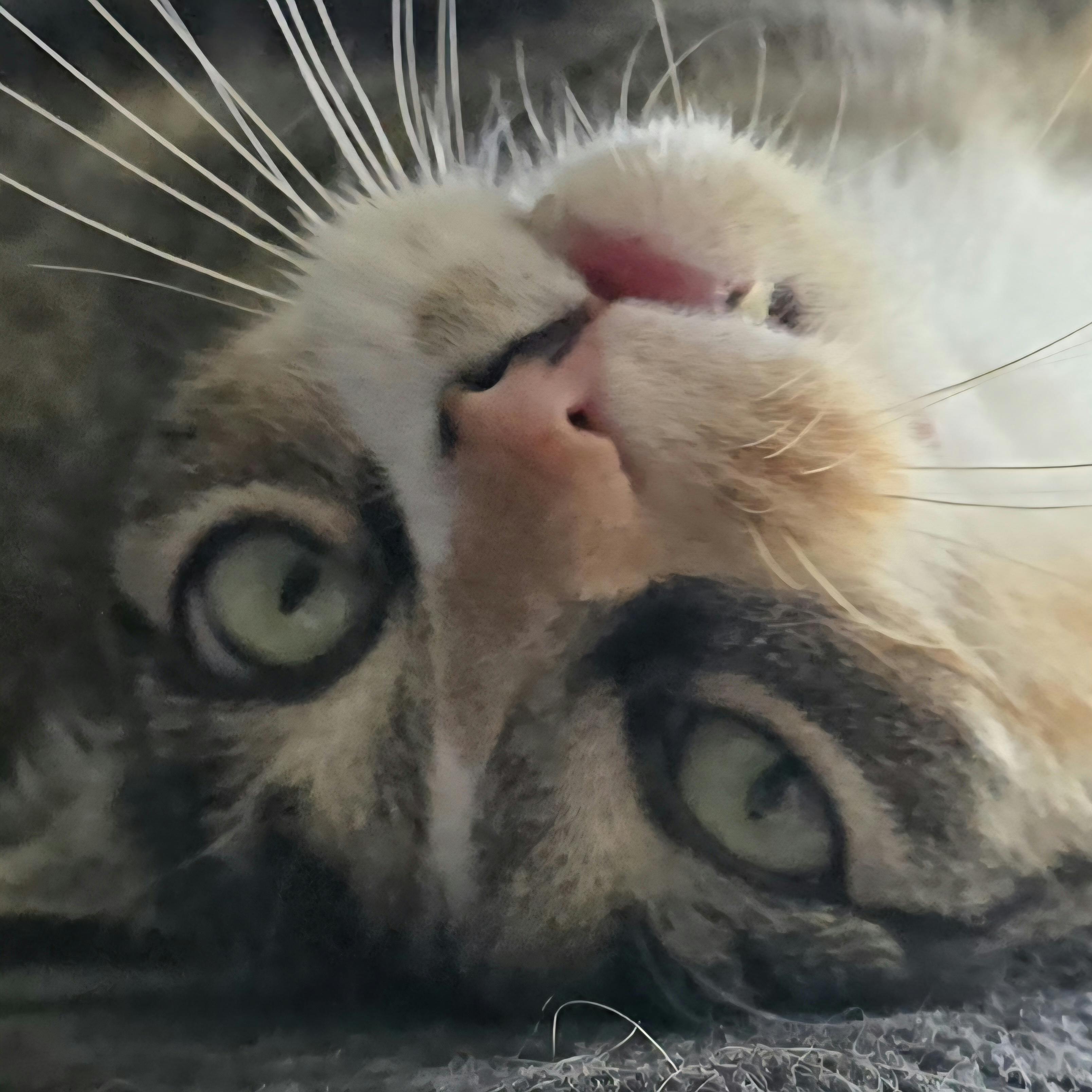 user avatar image for Curio