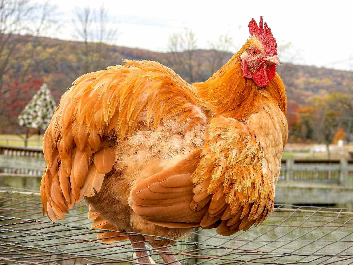 user avatar image for Kimchickenleg