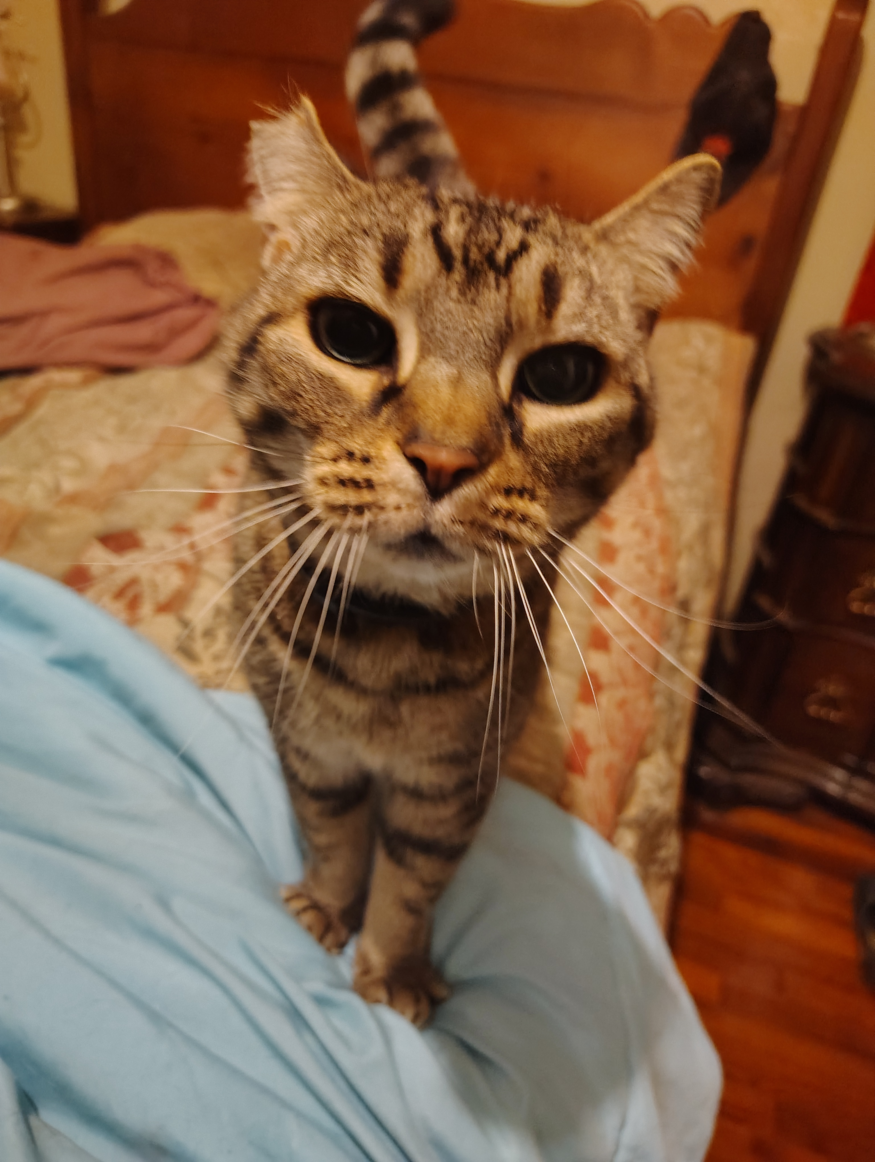 user avatar image for Ambrose