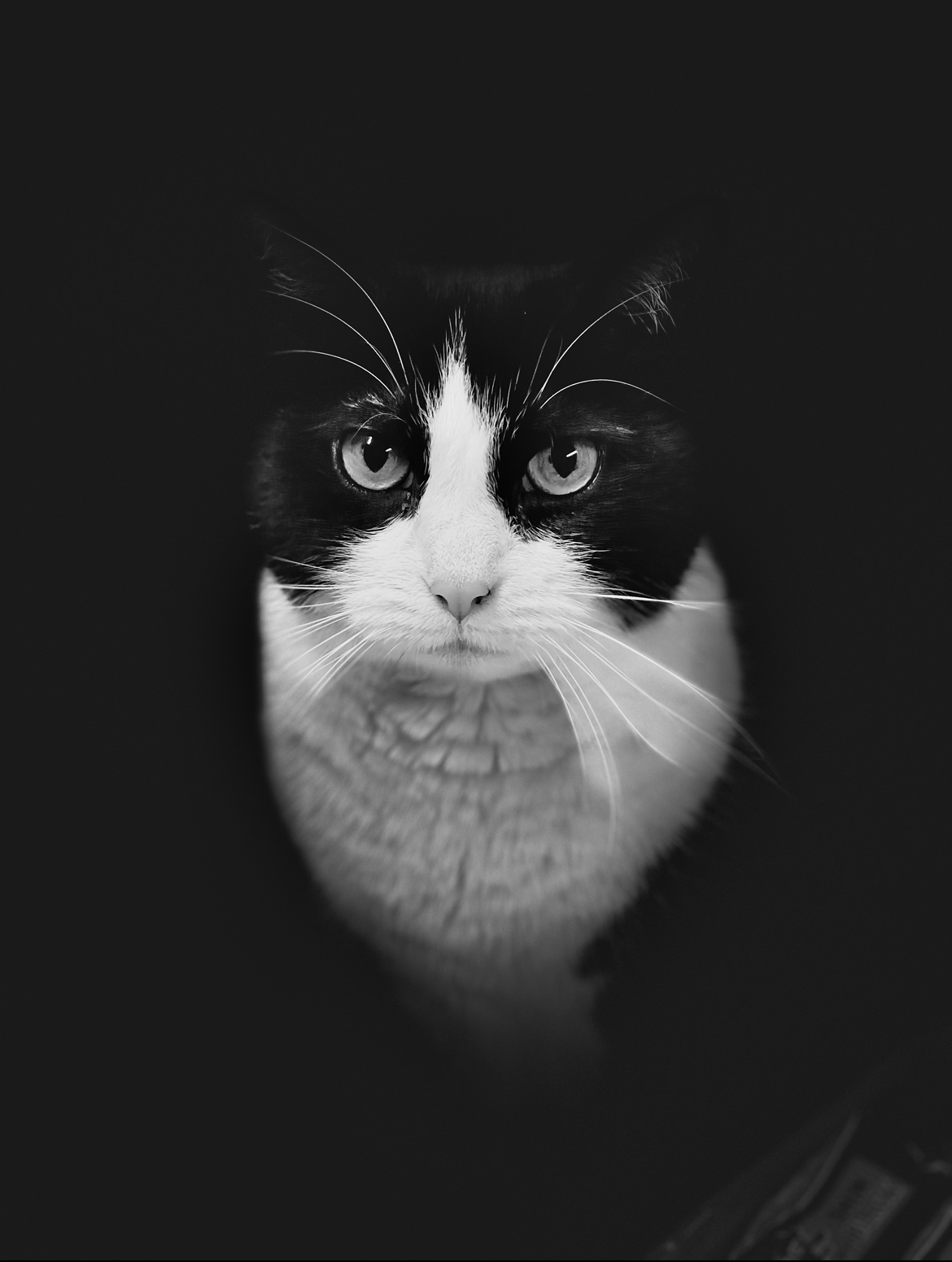 user avatar image for Flopsy_the_Cat