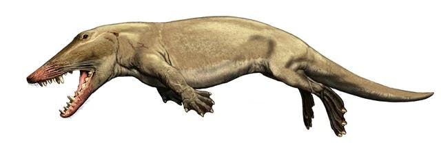 Ambulocetus