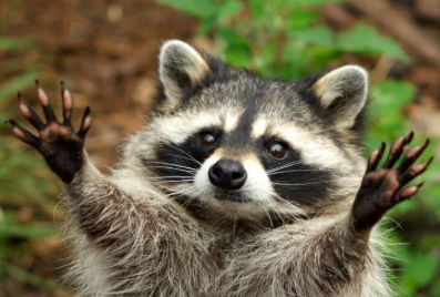 I can wait for the raccoon a little longer