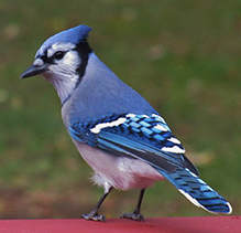 user avatar image for Jay Linnell