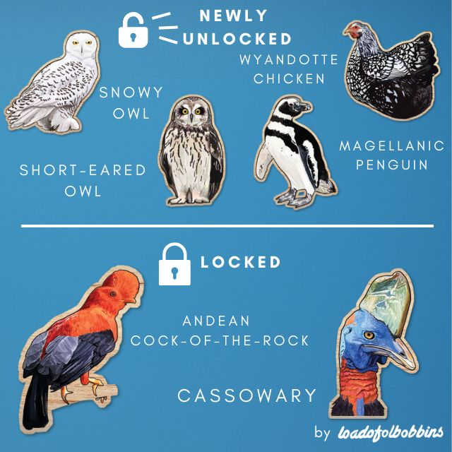 A mock up of six mini 25mm wooden bird pins made from original illustrations by Loadofolbobbins. Four already unlocked ones show show a side view of a snowy owl looking out at the viewer, a mildly surprised looking short-eared owl face on, a dapper looking magellanic penguin and a black and white Wyandotte Chicken. Two yet to unlock designs show a male Andean cock-of-the-rock perching on a branch and a head illustration of a Cassowary.