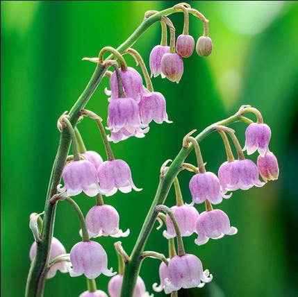 user avatar image for Arleth