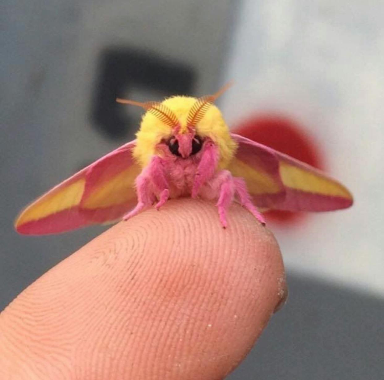 user avatar image for Moth <3