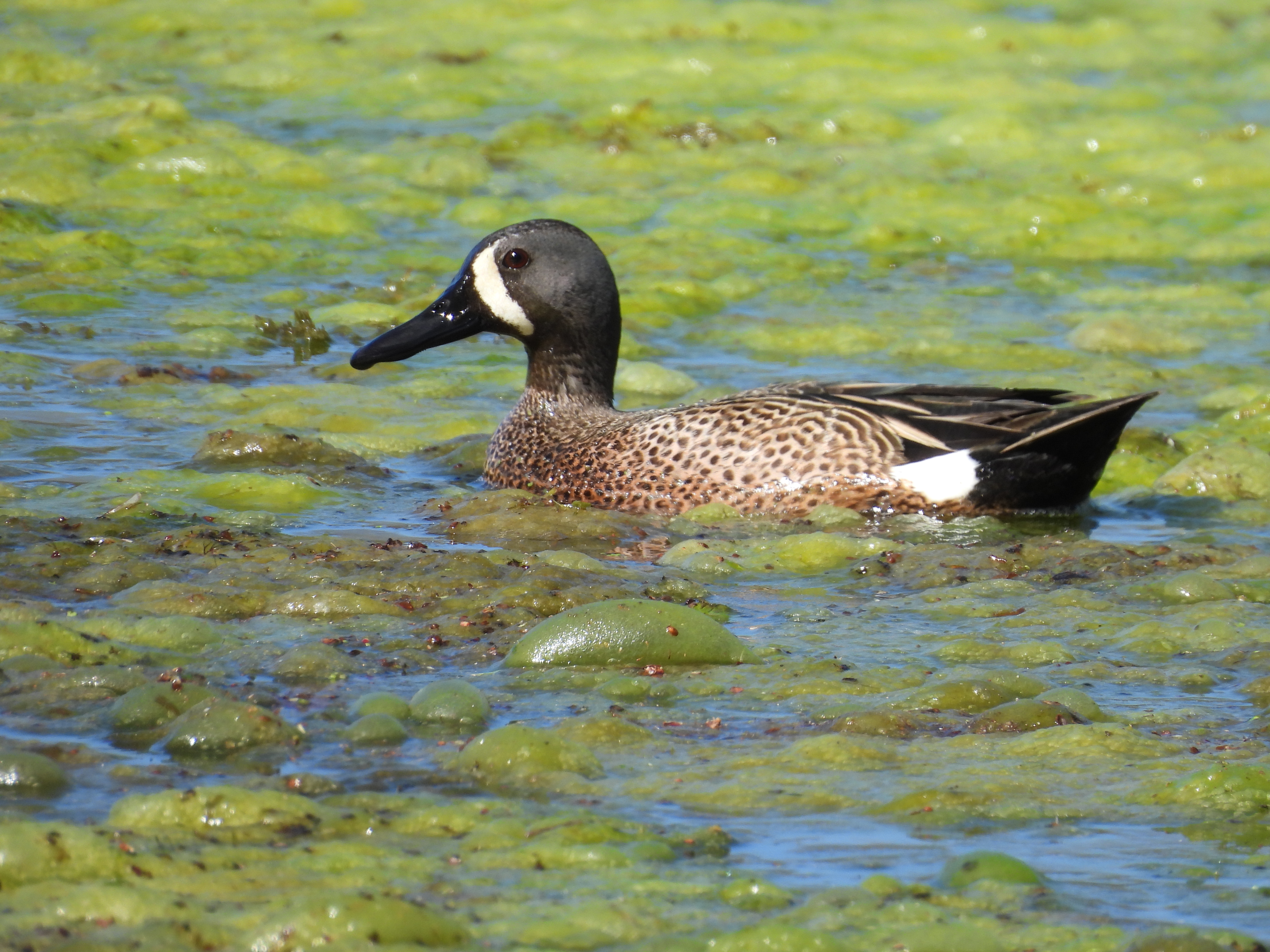 user avatar image for Anne L