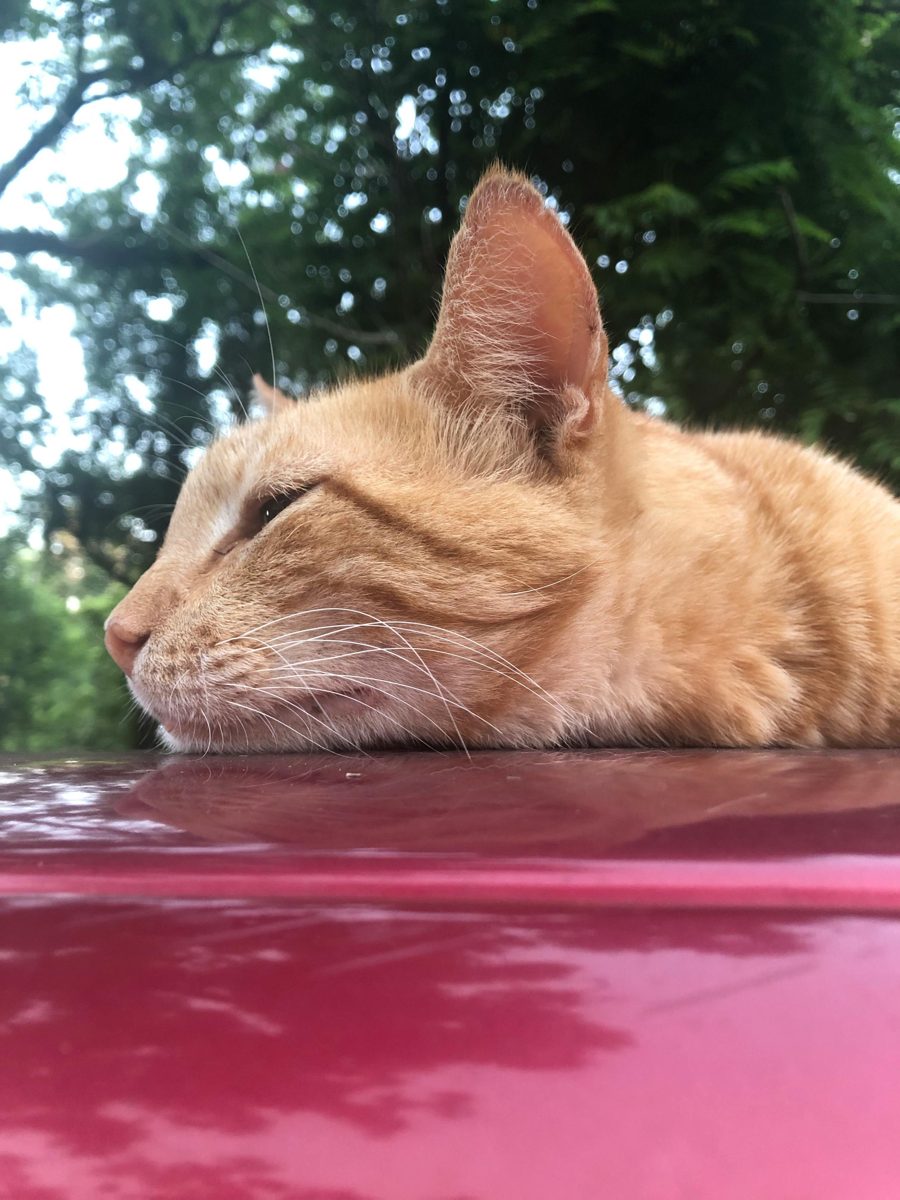 user avatar image for TinyCat