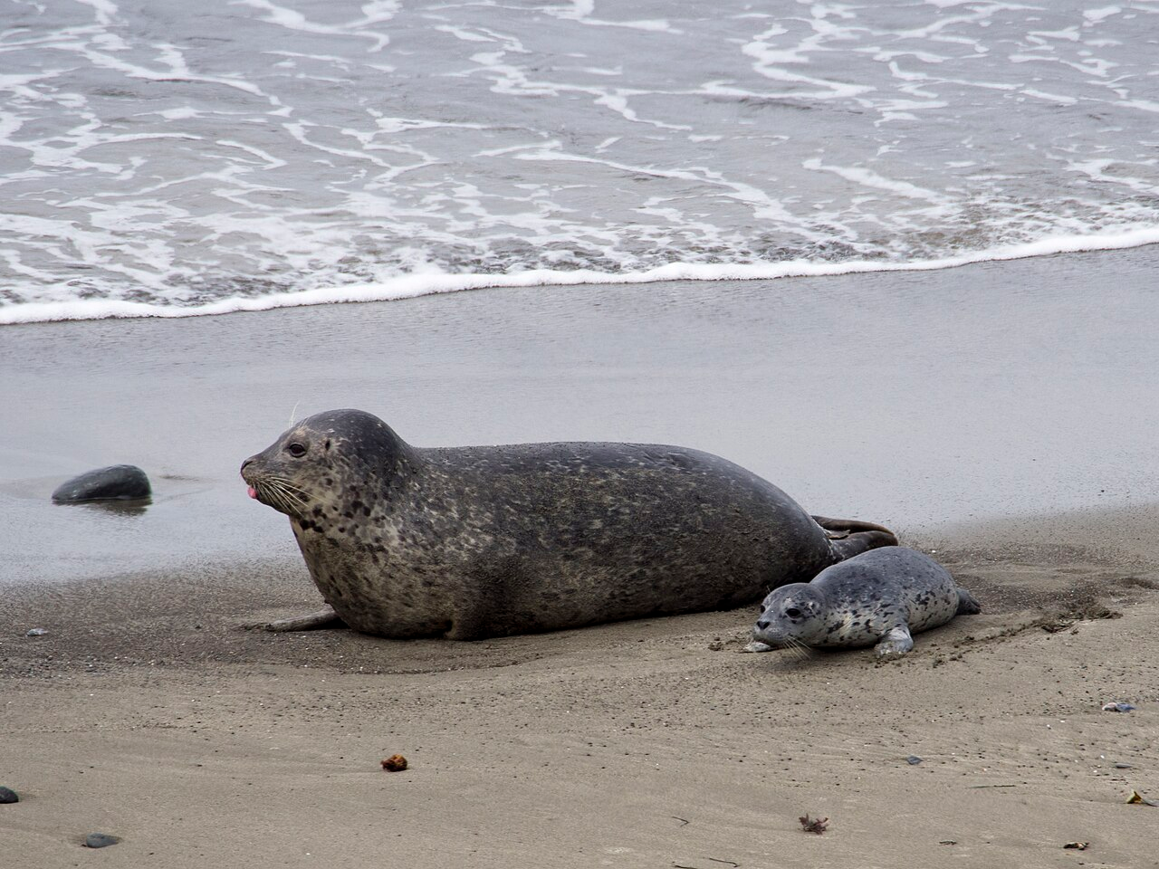 Harbor Seal