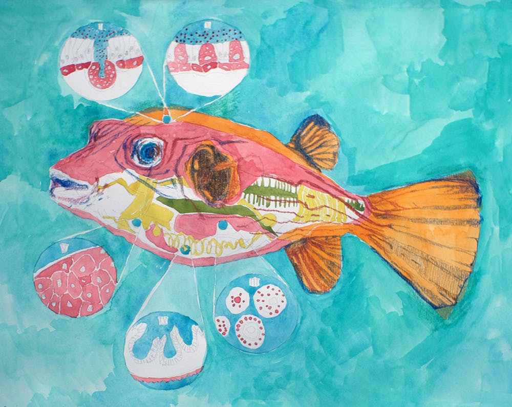 Narrow-lined Pufferfish