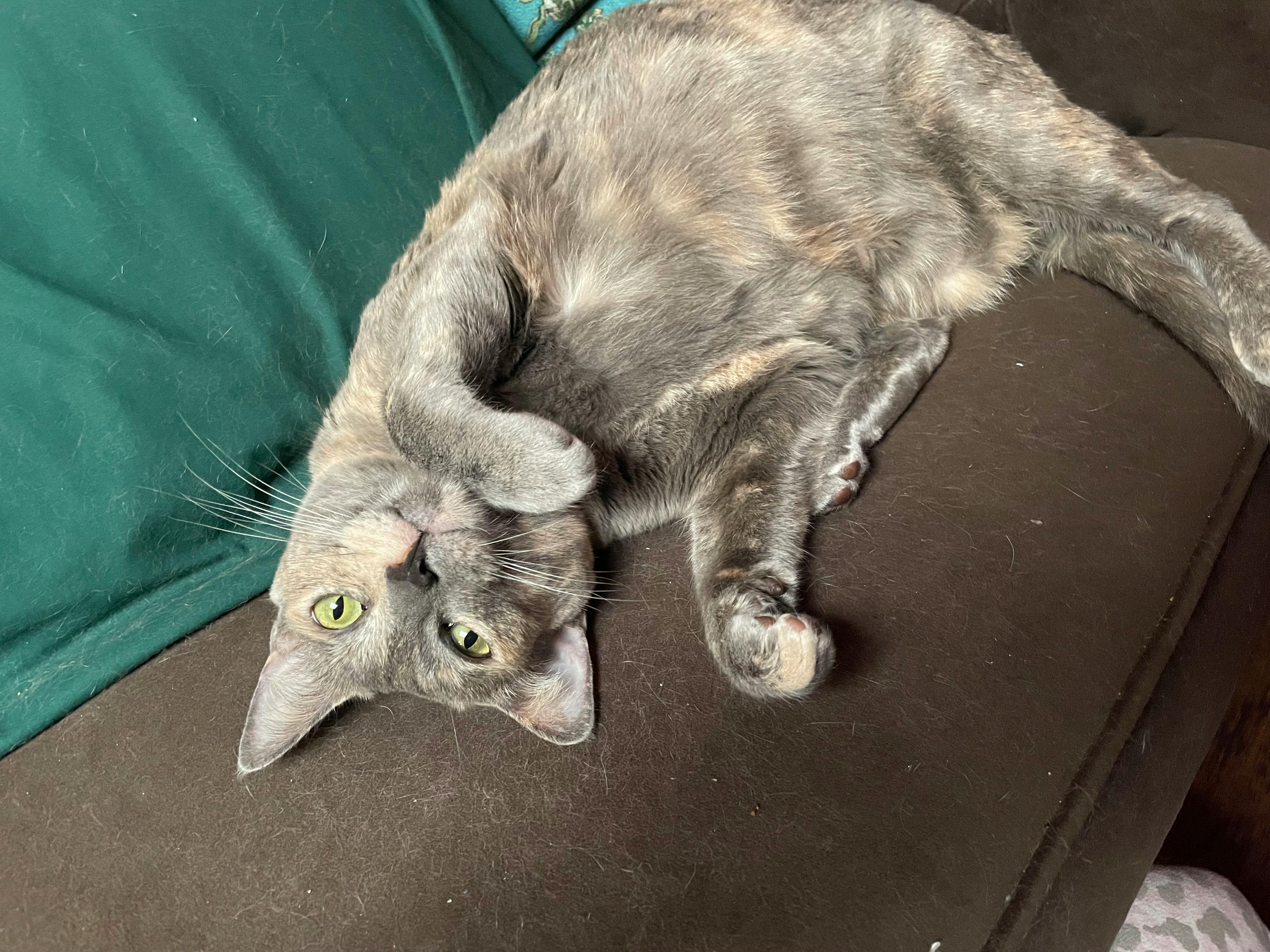 user avatar image for Militi