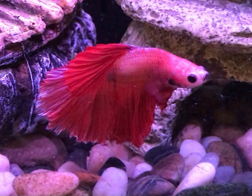 user avatar image for Elva