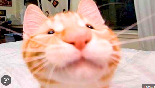 user avatar image for NyxX♥