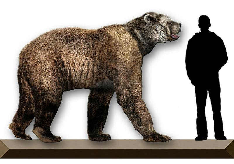 Short Faced Bear