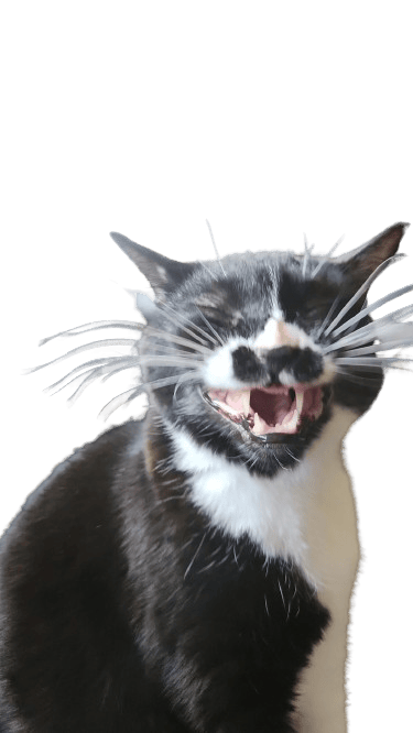 user avatar image for Newkitty