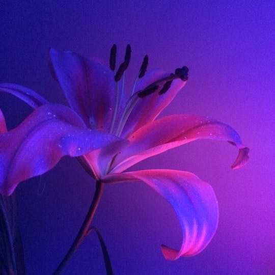 user avatar image for Nez