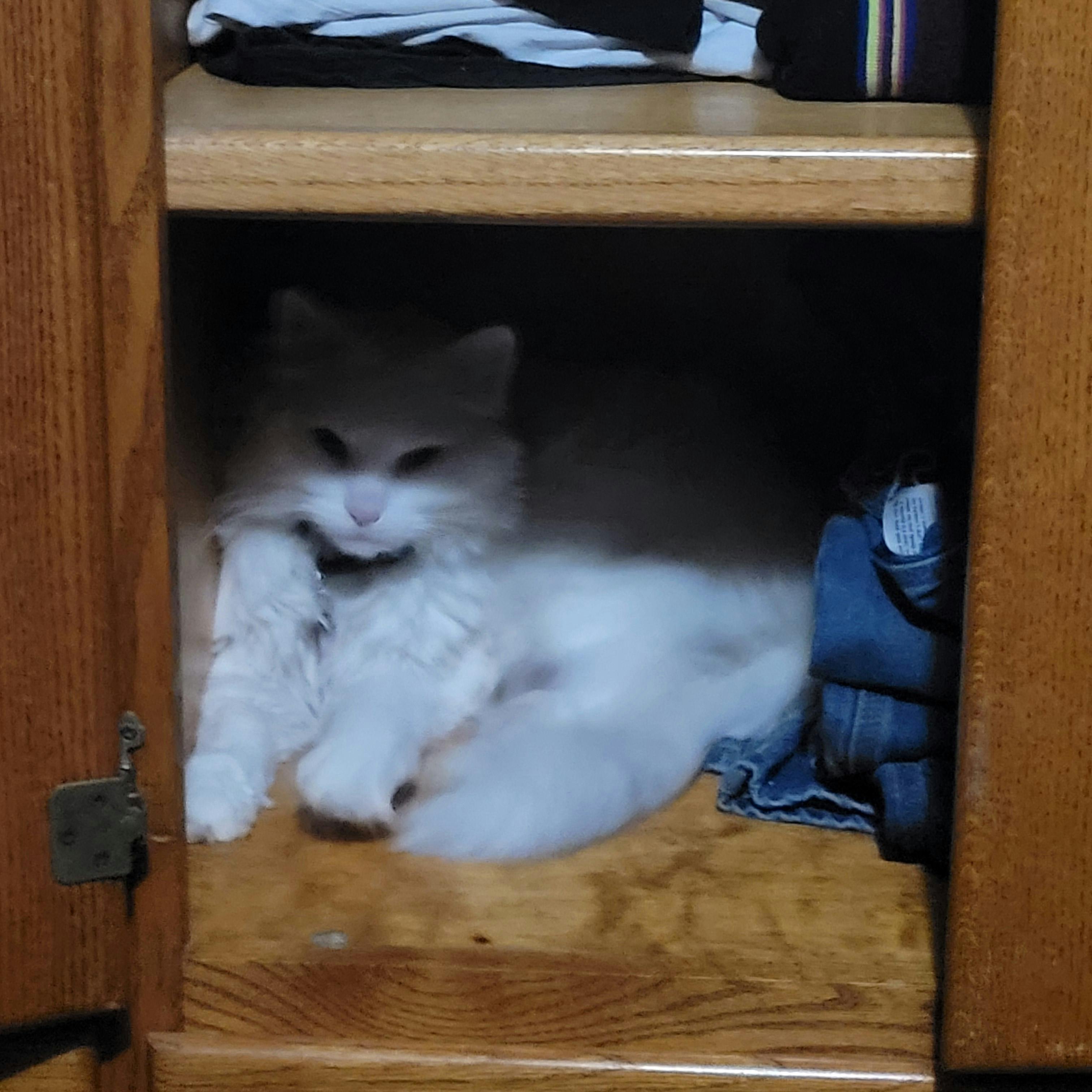 user avatar image for Qu1ll