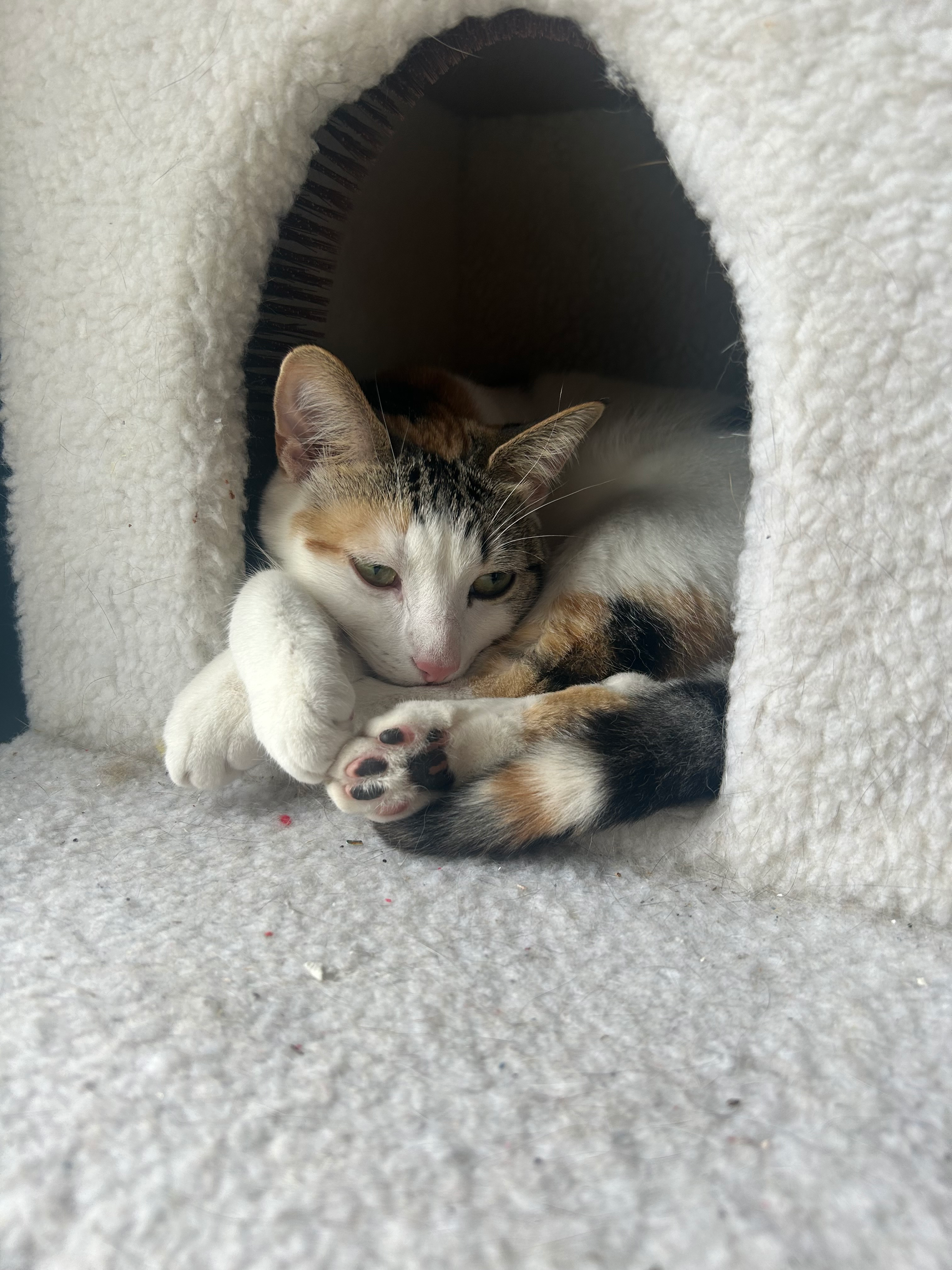 user avatar image for carmela marchese