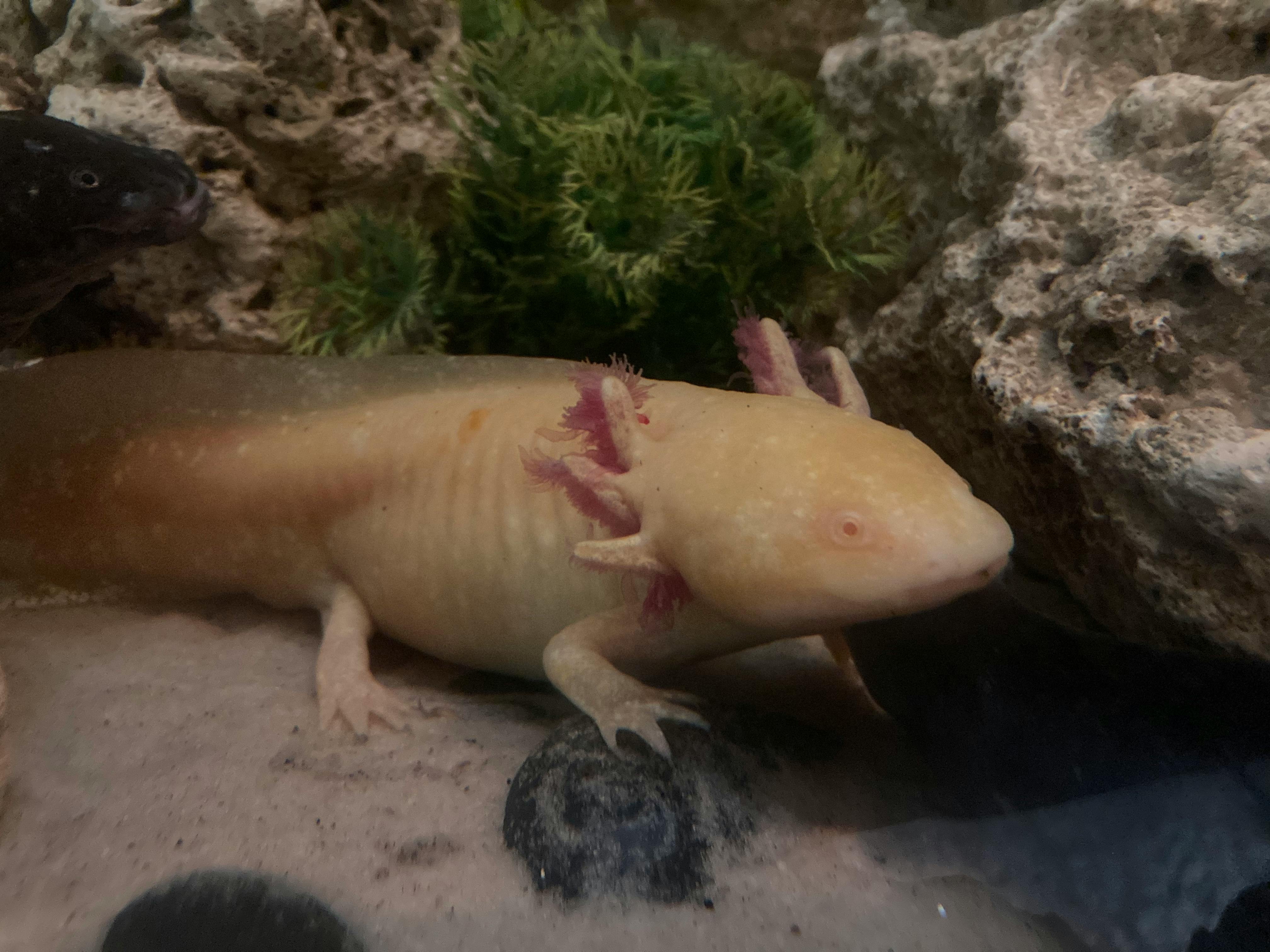 user avatar image for RedPyramid