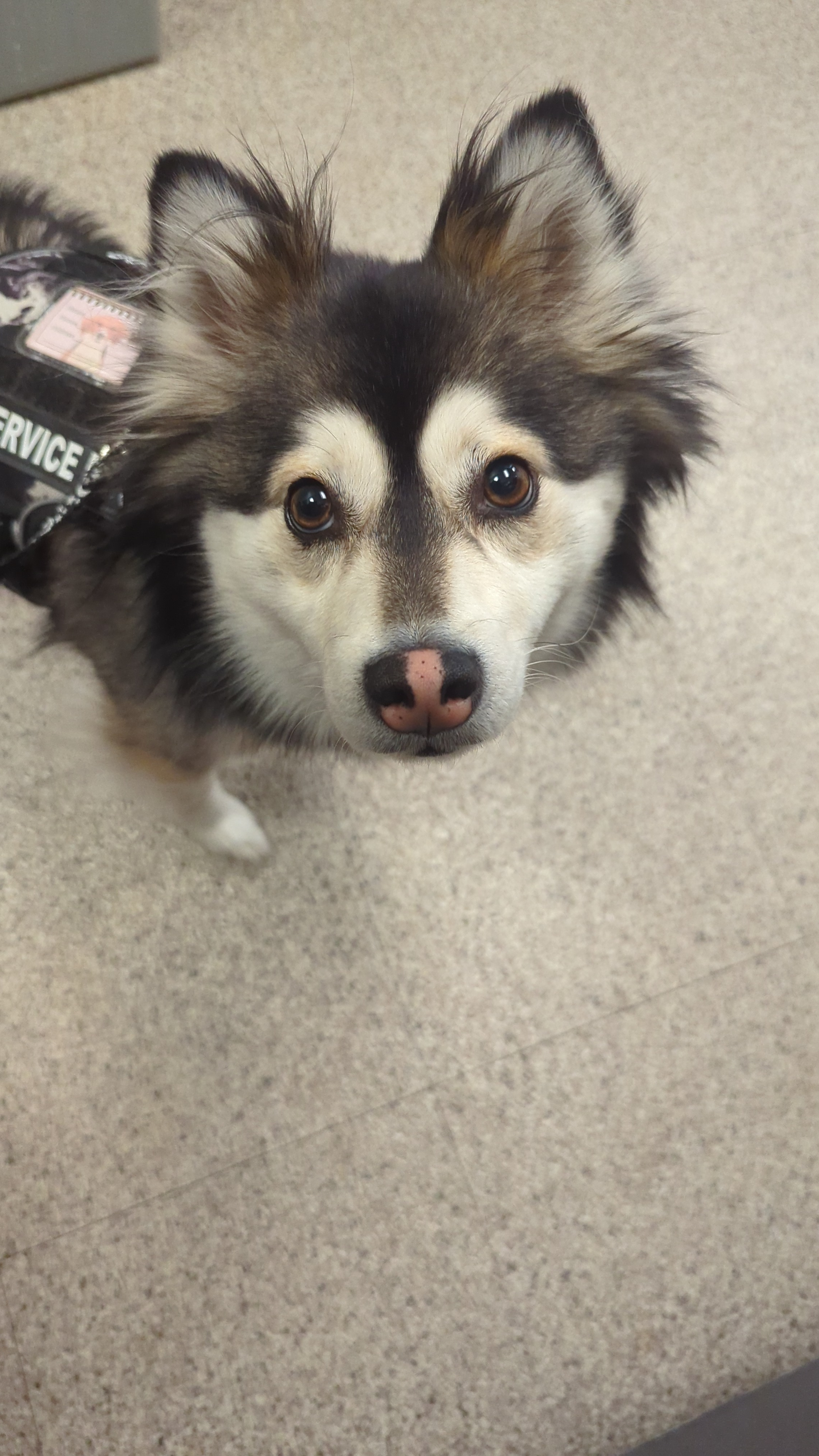 user avatar image for Tiki