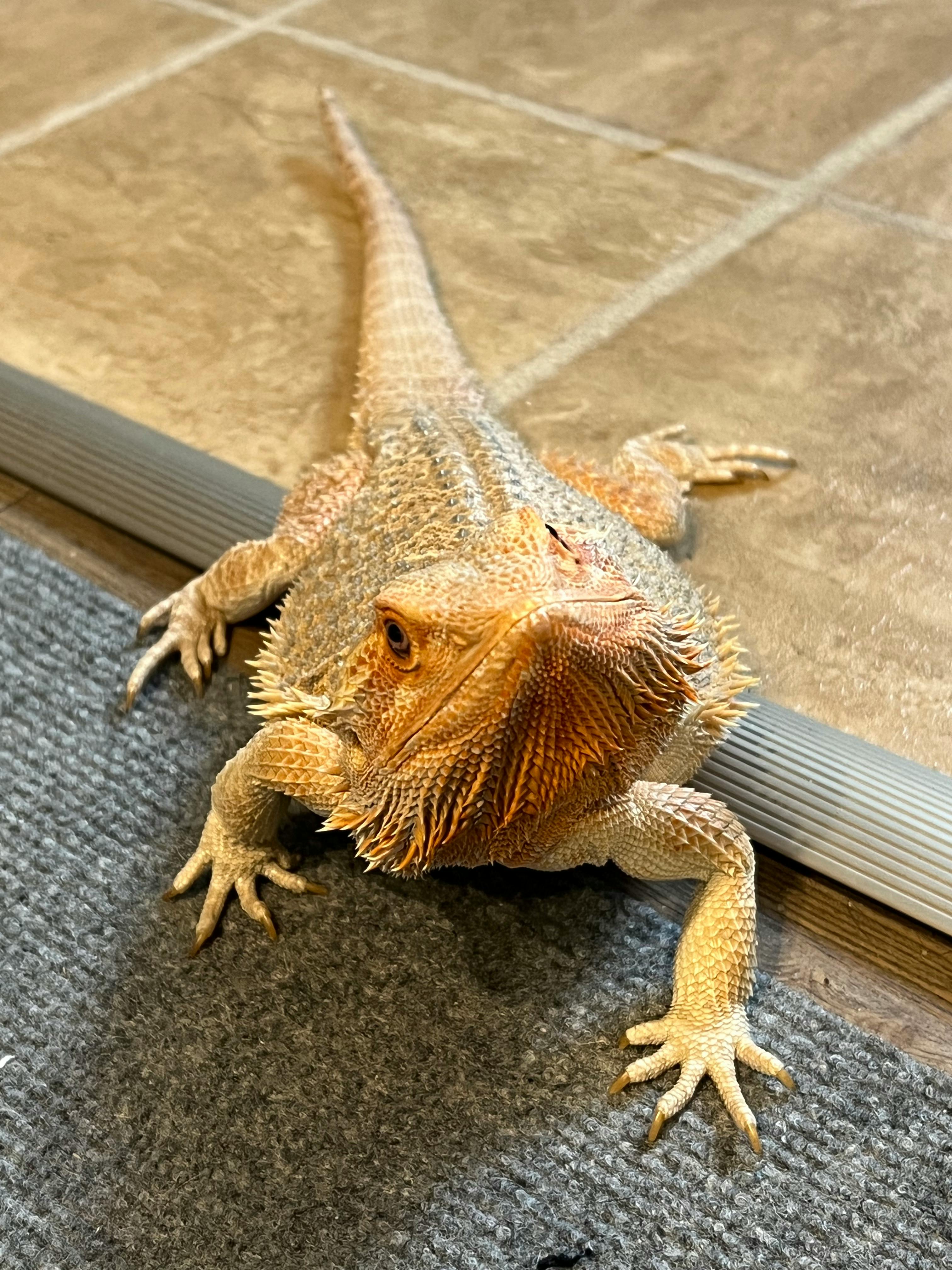 user avatar image for Bee