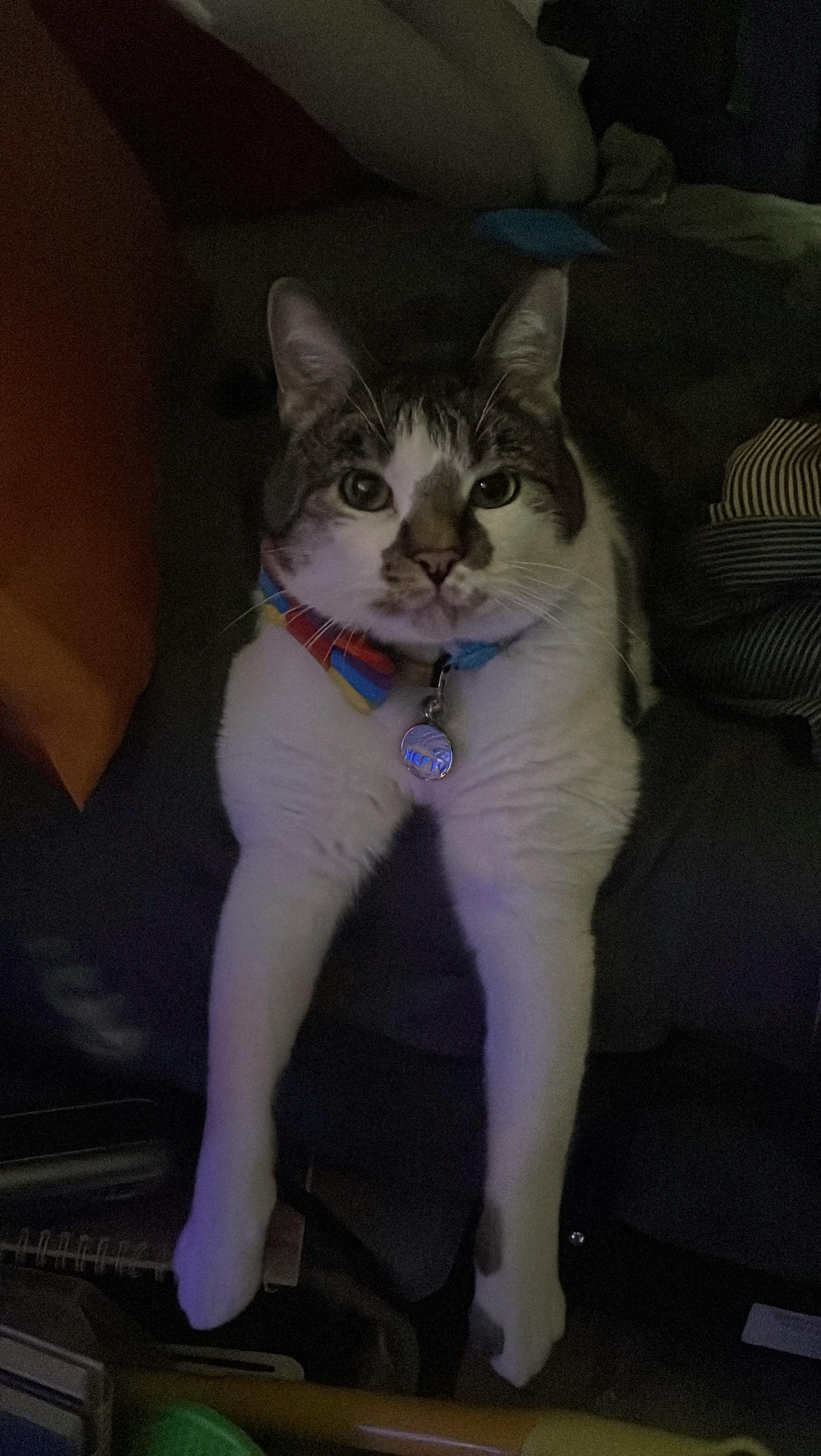 user avatar image for Nukleer