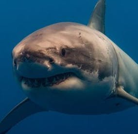 user avatar image for El Guapo