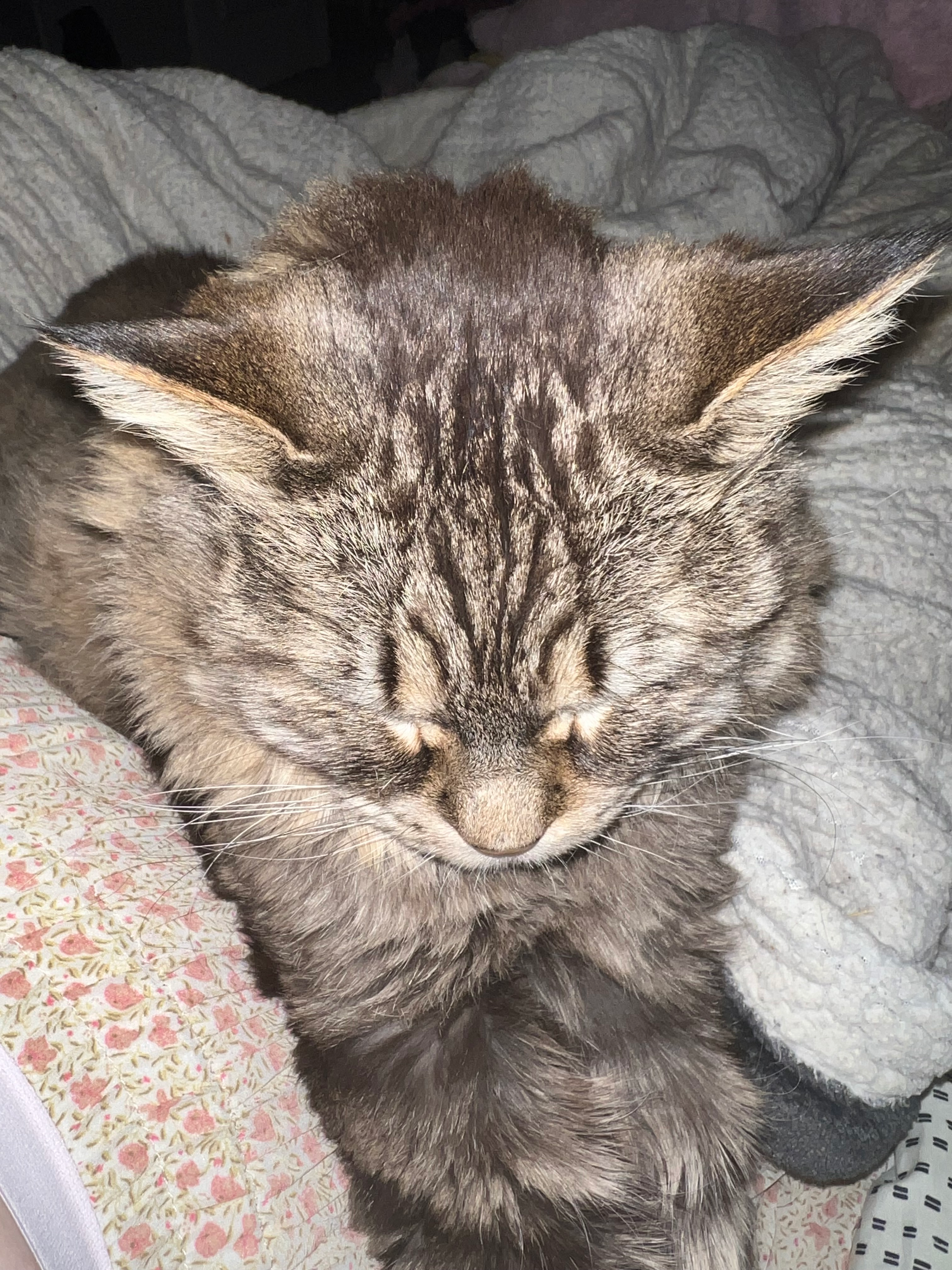 user avatar image for Niv