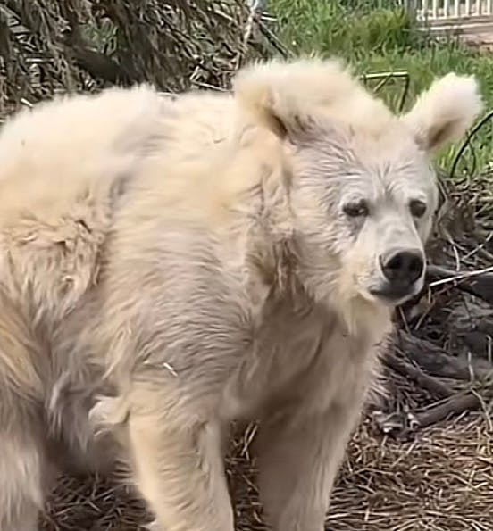 user avatar image for Vik