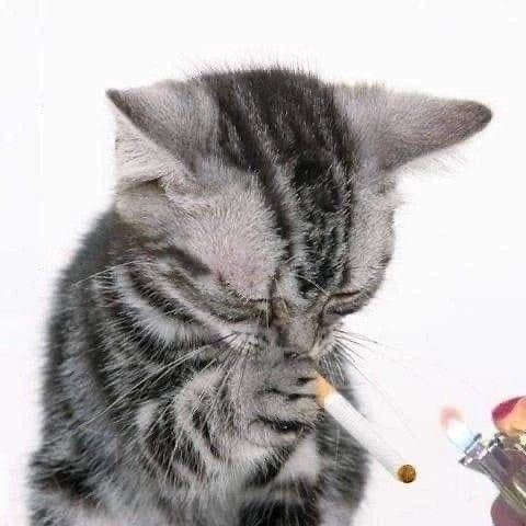 user avatar image for schrodingerslolcat